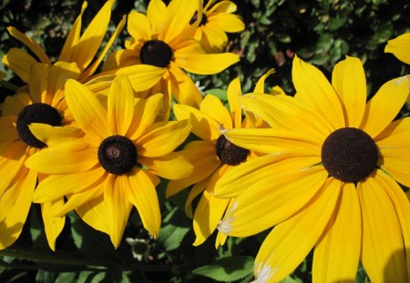 flowers on a sunny Alberta day 08 - flowers, black, yellow, green, photography, Daisy