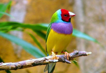 Bird - colorful, tree, animals, bird