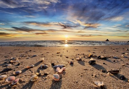 Beautiful Beach - sky, ocean, beach, snail, blue, beautiful, shells