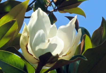 Magnolia - flowers, white, sky, nature