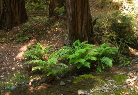 Muir Woods Fern Creek - creek, forest, muir woods, tree, fern, redwood