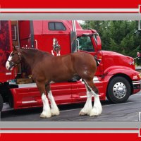 Budwieiser Clydesdale 1