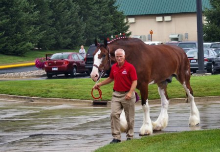 Budweiser Clydesdale 1 - budweiser, anheuser busch, horse, equine, photography, animal, photo, clydesdale