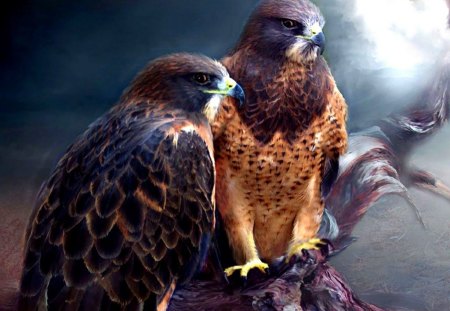 2 eagles - wings, feathers, animals, birds