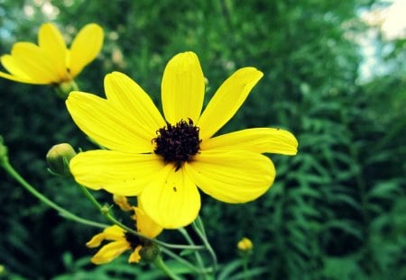 Black Eyed Susan - cincinnati, brown, susans, yellow, eyed, black, flower