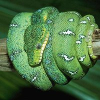 emerald tree boa