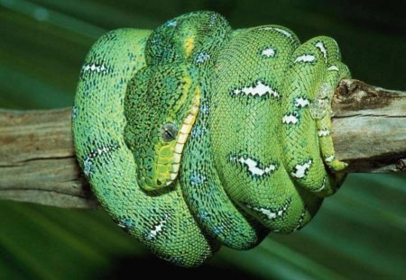 emerald tree boa - animal, snake, green, wood