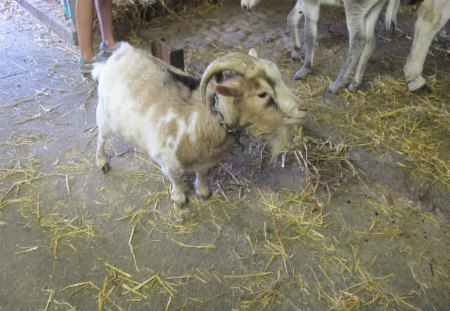 Goat - cute, goat, france, farm