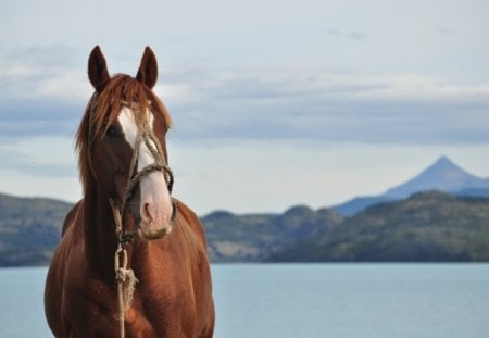 Horse - nature, water, horse, mountain