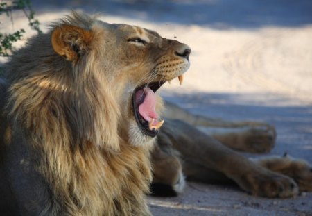 Wonderful lion - warning, lion, big cat, wild life