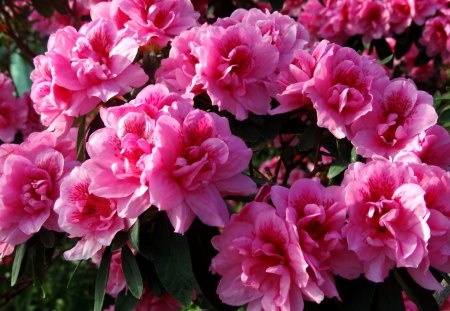 Pink Flowers - flowers, leaf, pink, nature