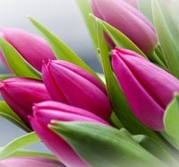 Sweet tulips