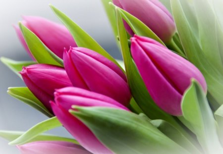 Sweet tulips - purple, tulips, tenderness, flowers, sweetness