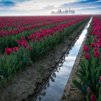 Tulips Field