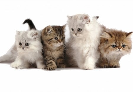 So Sweet Persian Friends - animals, kittens, persian, cats