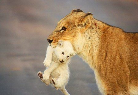 Picking up the kids - white, cub, mother, lioness, africa, gold