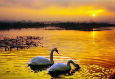 Midas evening - swans, sunset, golden sky, pair, swim