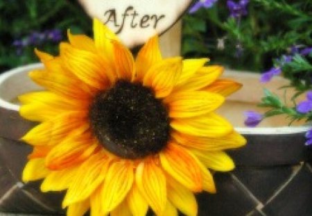 Happily Ever Afterâ™¥ - sunflower, tiny purple flowers, basket, wonderful, yellow, forever, green, love, posotive, fresh, brilliant, lovely, bright, nature, warm, flowers, energy