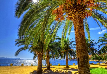 Palm paradise - relax, pretty, summer, light, holiday, exotic, paradise, nice, breeze, vacation, palm, sunbed, wind, tropical, nature, clear, shadows, blue, beach, island, grass, reflection, shore, sky, water, beautiful, sea, lovely, ocean, rest, tropics, glow, rays, sands, palm tree