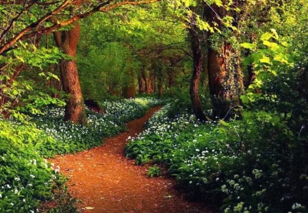 Wild garlic woods - nice, trees, greenery, path, garlic, pretty, green, sunny, grass, branches, summer, lovely, nature, woods, forest, wild, beautiful, flowers