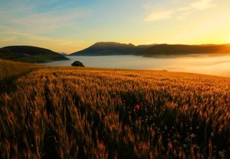 Sunset - lake, flower, nature, sunset