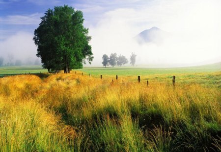 Nature - fence, landscape, field, tree, nature