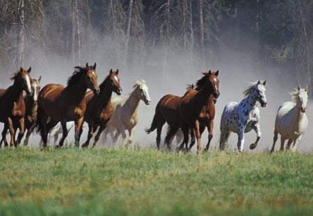 Free horses - free, run, animal, horse