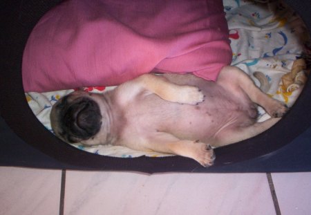 Sleeping Beauty - pug, sleeping, bed, dog