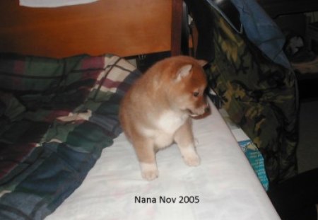 Shiba Inus # 2 - pets, japan, dogs, shiba inus