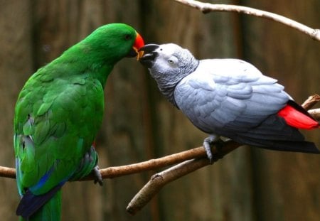 Kissing Parrots - parrots, birds, people, other