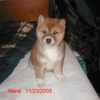 Shiba Inus # 3