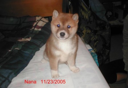 Shiba Inus # 3 - shiba inus, pets, japan, dogs