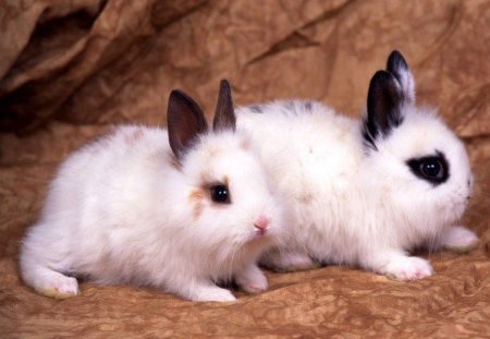 baby rabbits - animal, white, cute, bunnies