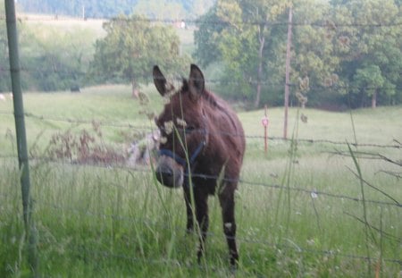 Grazing Donkey - trees, green, feild, wire, grass, fence