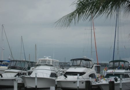 The Boat Pier - clouds, boats, white, tree, sky