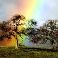 Rainbow over Hilltop Trees