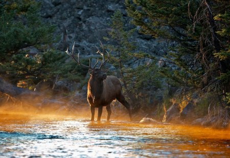 Beautiful Forest Elk at Sunset - forests, animals, sunsets, deer, elk