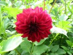 Red Dahlia