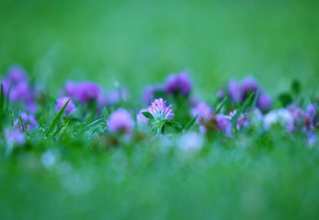 One - morning, day, water, field, one, dew, nature, purple, bunch, green, flowers, grass, moisture