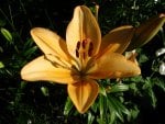 Daylily