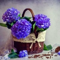 Hydrangea blues