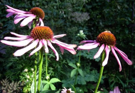 Purple Flowers - green, purple, summer, flowers