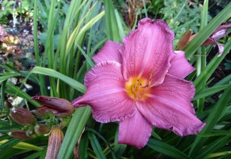 Daylily - green, daylily, summer, color