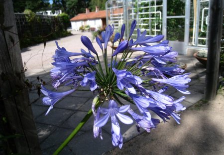 Blue Flower - outside, blue, summer, house, flower