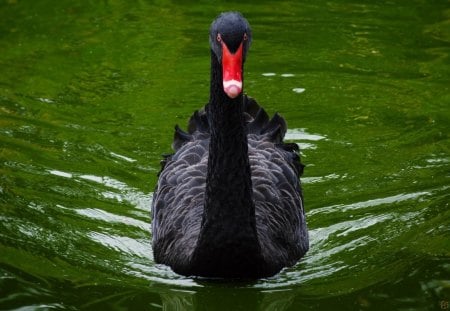 Lovely Black Swan - water birds, black, swans, water, animals