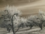 apple orchard in monochrome