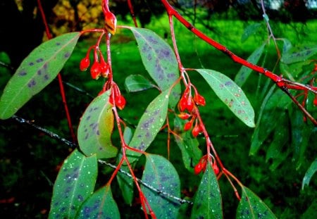 Australiana - trees, emblem, native, green, gum, australian, forest