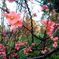 Willowy dog rose