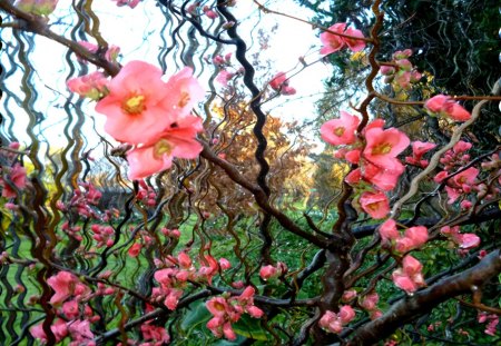 Willowy dog rose - kinky, willowy, dog, pink, flowers, rose