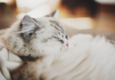 sleeping time - cute, white, sleep, cat